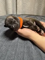 Orange , a male Belgian Malinois for sale in Oak Forest, IL – 1 of 5