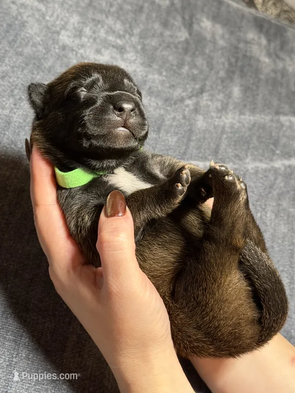 Green – Belgian Malinois puppy for sale in Oak Forest, IL