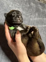 Green, a male Belgian Malinois for sale in Oak Forest, IL – 1 of 4