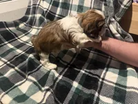 Light Blue, a male Cavalier King Charles Spaniel and Shih Tzu for sale in Arvada, CO – 4 of 5