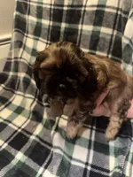 Black , a male Cavalier King Charles Spaniel and Shih Tzu for sale in Arvada, CO – 2 of 5
