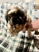 Black , a male Cavalier King Charles Spaniel and Shih Tzu for sale in Arvada, CO – 1 of 5
