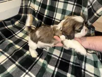 Grey, a male Cavalier King Charles Spaniel and Shih Tzu for sale in Arvada, CO – 4 of 5