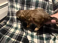 Black , a male Cavalier King Charles Spaniel and Shih Tzu for sale in Arvada, CO – 3 of 5