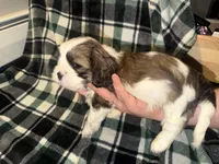 Grey, a male Cavalier King Charles Spaniel and Shih Tzu for sale in Arvada, CO – 5 of 5