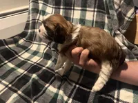 Light Blue, a male Cavalier King Charles Spaniel and Shih Tzu for sale in Arvada, CO – 5 of 5