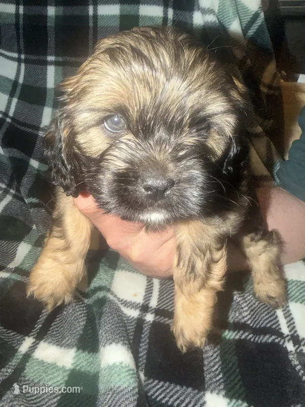 Dark Blue – Cavalier King Charles Spaniel, Shih Tzu puppy for sale in Arvada, CO