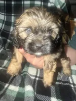 Dark Blue, a male Cavalier King Charles Spaniel and Shih Tzu for sale in Arvada, CO – 1 of 3
