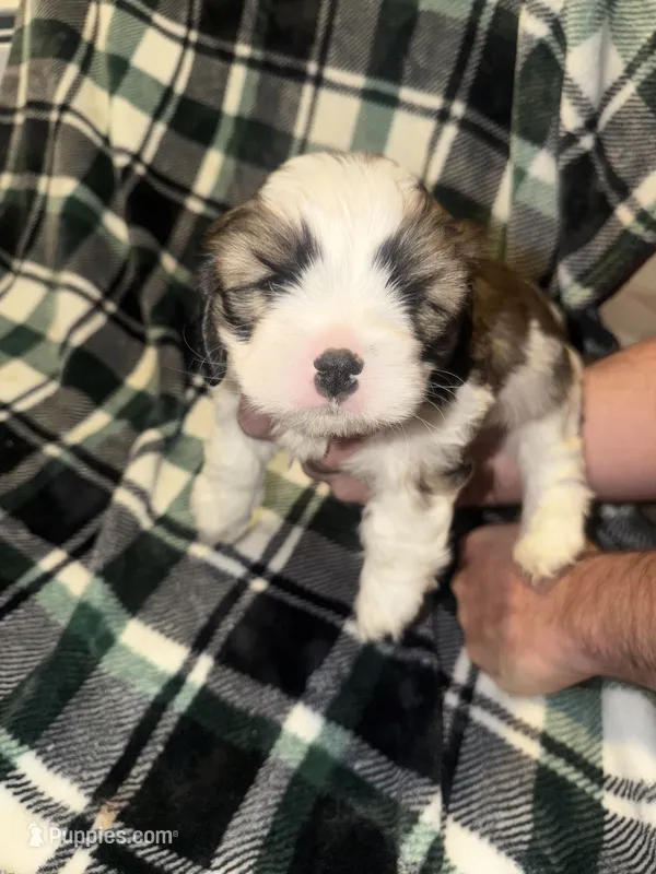Grey, a male Cavalier King Charles Spaniel and Shih Tzu for sale in Arvada, CO – 1 of 5