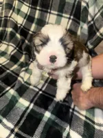 Grey, a male Cavalier King Charles Spaniel and Shih Tzu for sale in Arvada, CO – 1 of 5