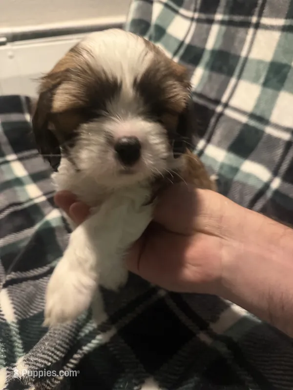 Light Blue – Cavalier King Charles Spaniel, Shih Tzu puppy for sale in Arvada, CO