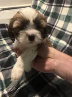 Light Blue, a male Cavalier King Charles Spaniel and Shih Tzu for sale in Arvada, CO – 1 of 5