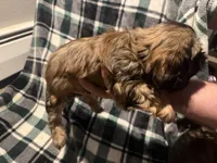 Black , a male Cavalier King Charles Spaniel and Shih Tzu for sale in Arvada, CO – 4 of 5