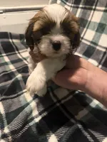 Light Blue, a male Cavalier King Charles Spaniel and Shih Tzu for sale in Arvada, CO – 3 of 5