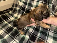 Dark Blue, a male Cavalier King Charles Spaniel and Shih Tzu for sale in Arvada, CO – 3 of 3
