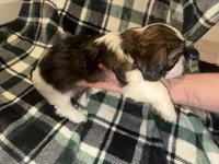 Grey, a male Cavalier King Charles Spaniel and Shih Tzu for sale in Arvada, CO – 2 of 5