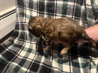Black , a male Cavalier King Charles Spaniel and Shih Tzu for sale in Arvada, CO – 5 of 5