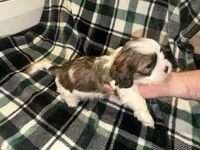 Grey, a male Cavalier King Charles Spaniel and Shih Tzu for sale in Arvada, CO – 3 of 5