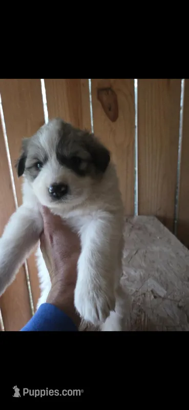 Yeti – Great Pyrenees puppy for sale in Ware Place, SC