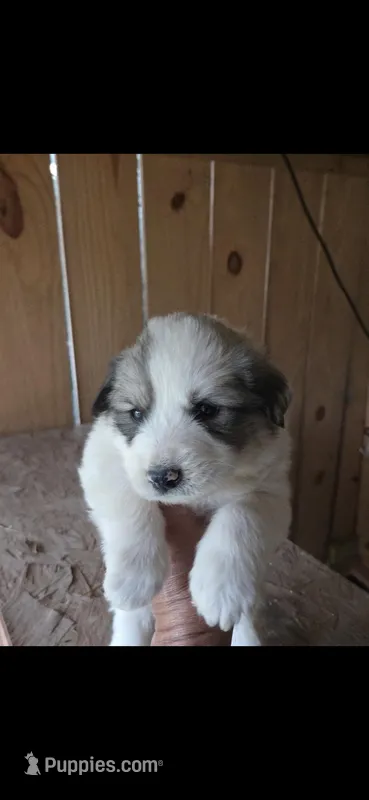 Lilly – Great Pyrenees puppy for sale in Ware Place, SC