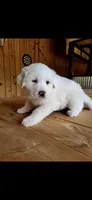 Willow , a female Great Pyrenees for sale in Ware Place, SC – Photo 2 of 2