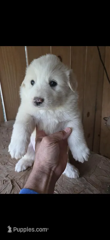 Willow  – Great Pyrenees puppy for sale in Ware Place, SC