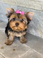 Sunshine 5-6lbs full grown, a female Yorkshire Terrier for sale in Agoura Hills, CA – Photo 5 of 5