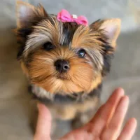 Sunshine 5-6lbs full grown, a female Yorkshire Terrier for sale in Agoura Hills, CA – Photo 3 of 6