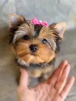 Sunshine 5-6lbs full grown, a female Yorkshire Terrier for sale in Agoura Hills, CA – Photo 1 of 5
