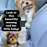 Sunshine 5-6lbs full grown, a female Yorkshire Terrier for sale in Agoura Hills, CA – Photo 2 of 6