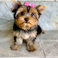 Sunshine 5-6lbs full grown, a female Yorkshire Terrier for sale in Agoura Hills, CA – Photo 1 of 6