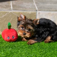 Sunshine 5-6lbs full grown, a female Yorkshire Terrier for sale in Agoura Hills, CA – Photo 4 of 6