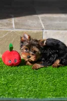 Sunshine 5-6lbs full grown, a female Yorkshire Terrier for sale in Agoura Hills, CA – Photo 2 of 5