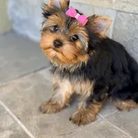Sunshine 5-6lbs full grown, a female Yorkshire Terrier for sale in Agoura Hills, CA – Photo 5 of 6