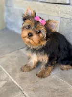 Sunshine 5-6lbs full grown, a female Yorkshire Terrier for sale in Agoura Hills, CA – Photo 4 of 5