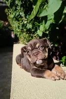 Ferrero, a male English Bulldog for sale in Agoura Hills, CA – Photo 5 of 5