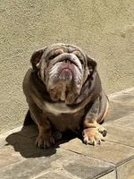 Ferrero, a male English Bulldog for sale in Agoura Hills, CA – Photo 3 of 5