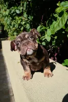 Ferrero, a male English Bulldog for sale in Agoura Hills, CA – Photo 1 of 5