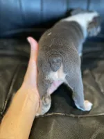 Nala Blue Tri Merle AKC, a female English Bulldog for sale in Agoura Hills, CA – Photo 3 of 3