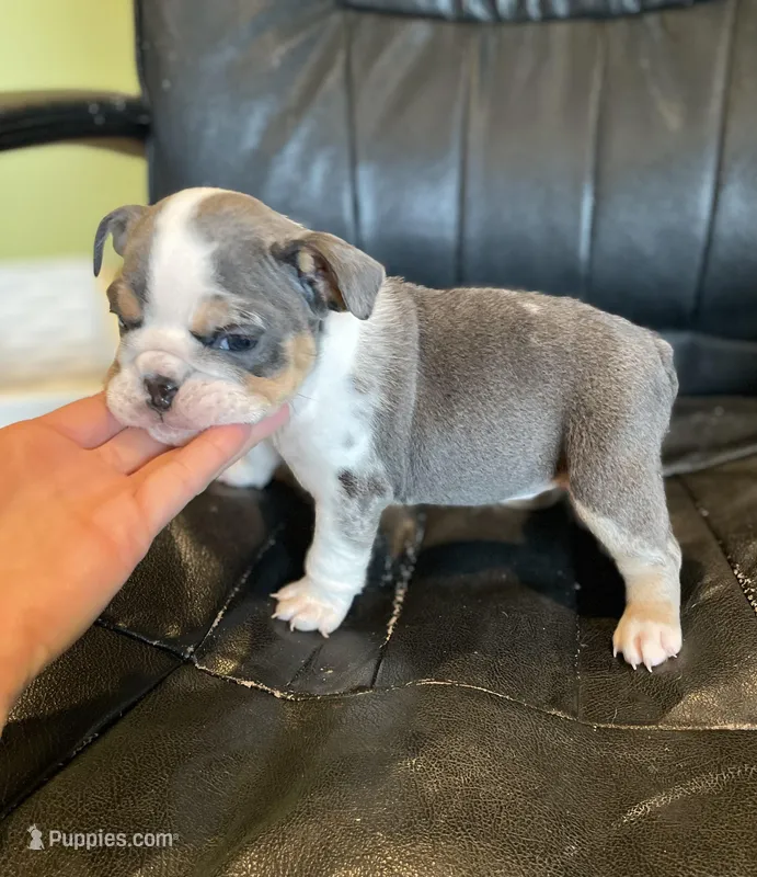 Nala Blue Tri Merle AKC, a female English Bulldog for sale in Agoura Hills, CA – Photo 1 of 3