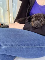 Lucy teacup poodle, a female Poodle - Toy  for sale in Agoura Hills, CA – Photo 3 of 3