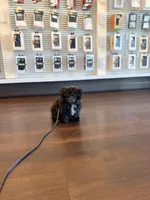 Lucy teacup poodle, a female Poodle - Toy  for sale in Agoura Hills, CA – Photo 2 of 3