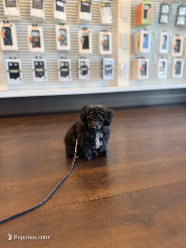Lucy teacup poodle – Poodle - Toy  puppy for sale in Agoura Hills, CA