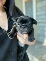 Baby Rocky, a male French Bulldog for sale in Agoura Hills, CA – Photo 2 of 2