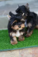 Valentino , a male Yorkshire Terrier for sale in Agoura Hills, CA – Photo 2 of 4