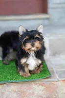 Valentino , a male Yorkshire Terrier for sale in Agoura Hills, CA – Photo 1 of 4