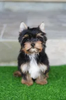 Valentino , a male Yorkshire Terrier for sale in Agoura Hills, CA – Photo 3 of 4