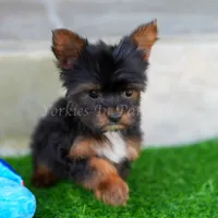 Lorenzo 3.5-4lbs full grown, a male Yorkshire Terrier for sale in Agoura Hills, CA – Photo 1 of 4