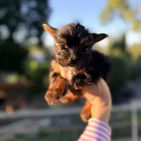 Lorenzo 3.5-4lbs full grown, a male Yorkshire Terrier for sale in Agoura Hills, CA – Photo 2 of 4