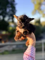 Lorenzo 3.5-4lbs full grown, a male Yorkshire Terrier for sale in Agoura Hills, CA – Photo 2 of 4